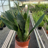 Snake Plant 'Jaboa'