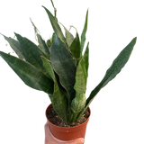 Snake Plant 'Jaboa'
