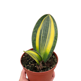 Variegated Shark Fin Snake Plant