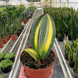 Variegated Shark Fin Snake Plant
