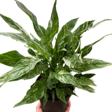 Variegated Spathiphyllum 'Domino'