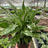 Variegated Spathiphyllum 'Domino'