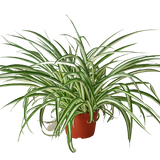 Spider Plant Reverse - 6" Pot - NURSERY POT ONLY