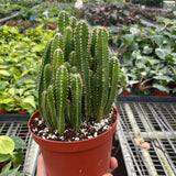 Fairy Castle Cactus