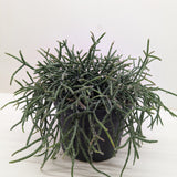 Succulent Cactus 'Mistletoe'