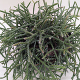 Succulent Cactus 'Mistletoe'