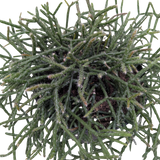 Succulent Cactus 'Mistletoe'