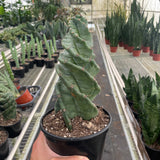 Cereus forbesii 'Spiralis'