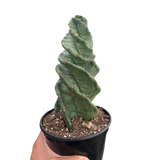 Cereus forbesii 'Spiralis'