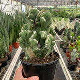 Succulent Cereus Coral Green