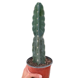 Succulent Cereus Cuddly Cactus