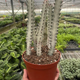 Succulent Euphorbia 'Dragon Bone'