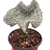 Succulent Euphorbia Lactea Ghost
