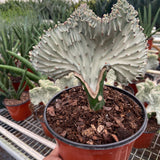 Succulent Euphorbia Lactea Ghost