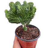 Succulent Euphorbia Lactea Mermaid Tail