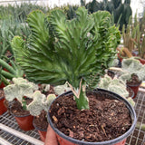 Succulent Euphorbia Lactea Mermaid Tail