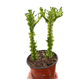 Euphorbia 'Mint Cream'
