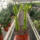 Euphorbia 'Mint Cream'