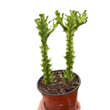 Euphorbia 'Mint Cream'