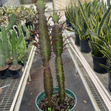 Succulent Euphorbia 'Trigona Rubra'