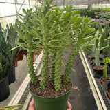 Euphorbia 'Sausage Spurge'