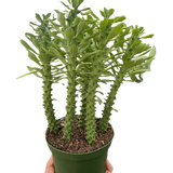 Euphorbia 'Sausage Spurge'