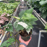 Syngonium 'Albo'