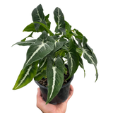 Syngonium wendlandii 'Black Velvet'