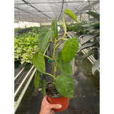 Syngonium 'Ice Frost'