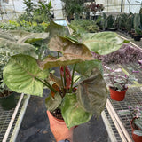 Syngonium Merry