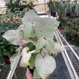 Syngonium 'Milk Confetti'