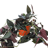 Syngonium 'Red Arrow'