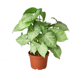 Syngonium White Butterfly - 6" Pot - NURSERY POT ONLY