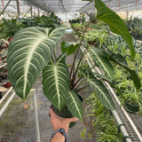 Xanthosoma 'Lendenii'