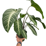 Xanthosoma 'Lendenii'