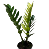 Zamioculcas 'Chameleon'