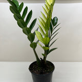 Zamioculcas 'Chameleon'
