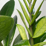 Zamioculcas 'Chameleon'