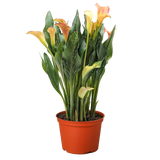 Calla Lily