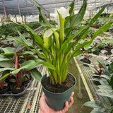 Calla Lily