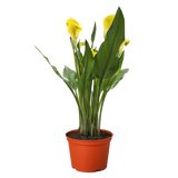 Calla Lily