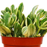 Crassula Ovata 'Variegated Jade' Succulent - 4" Pot
