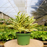 1 caja de suscripción mensual de Mystery Plant