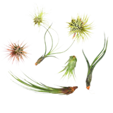7 Air Plant Variety Pack - Tillandsias