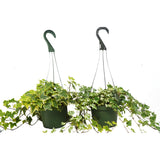 2 English Ivy Variety Pack - FREE Care Guide - 6" Hanging Pot - House Plant Shop