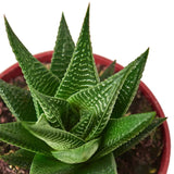 Haworthia de tabla de lavar de hadas