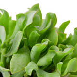 Ripple Jade Succulent