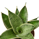Planta serpiente luz de estrellas