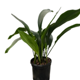 Aspidistra 'Cast Iron'