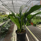 Aspidistra 'Cast Iron'